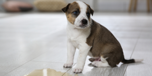 Why does my dog pee on his bed ?